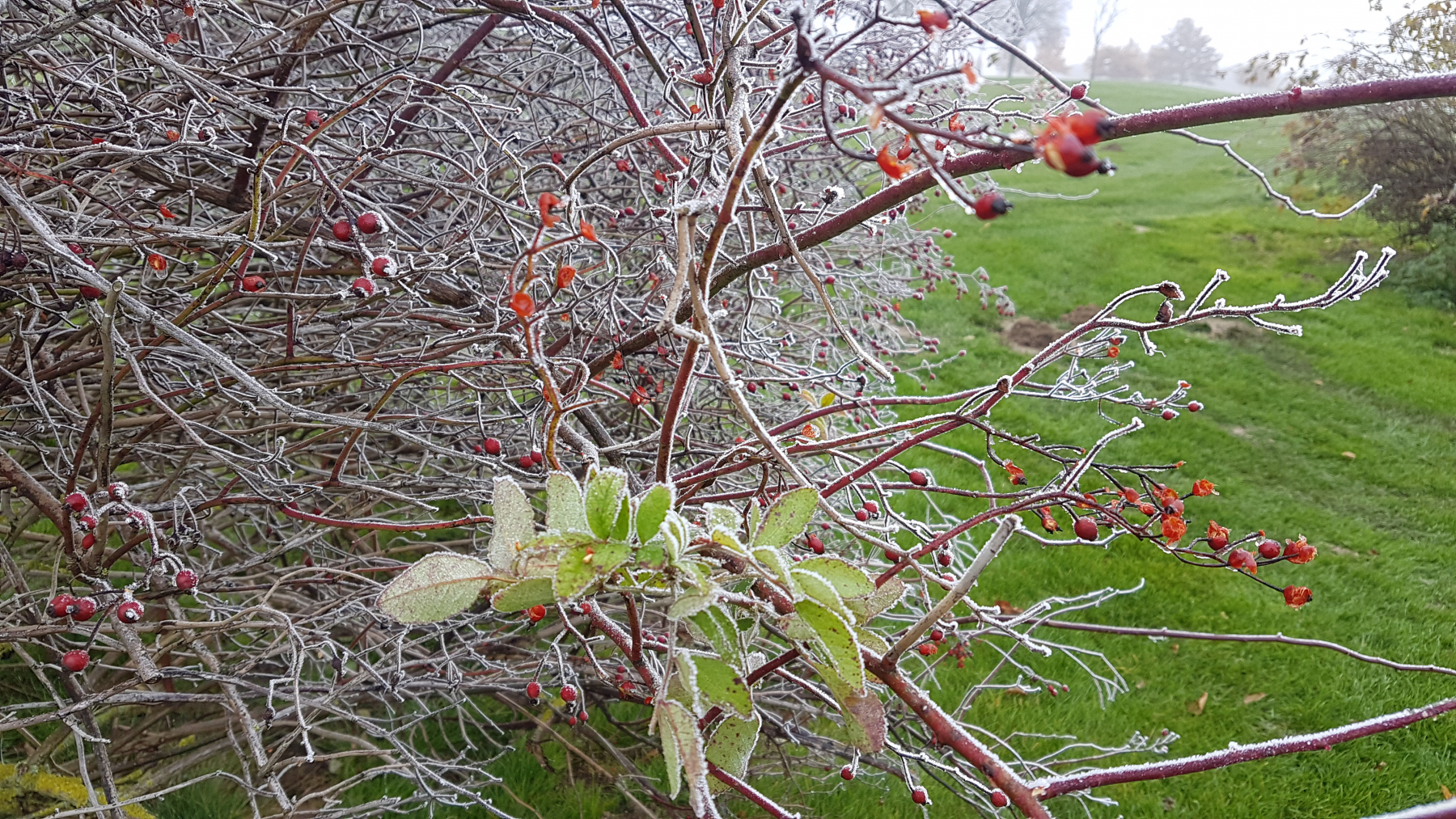 Winter